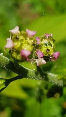 Tellima grandiflora
