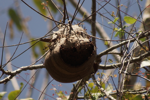 Polybia sericea
