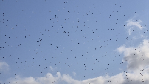 White Stork