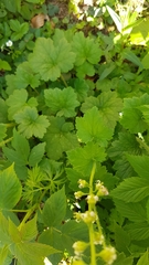 Tellima grandiflora