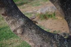 Funambulus palmarum