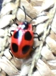 False Ladybird