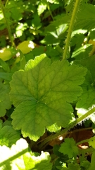 Tellima grandiflora