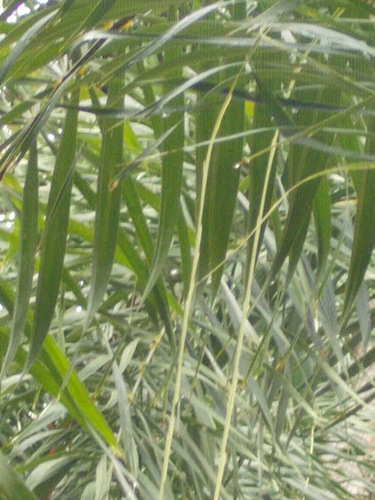 Dypsis madagascariensis