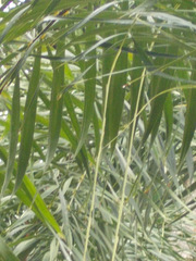 Dypsis madagascariensis