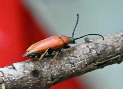 Red Pine Longhorn Beetle