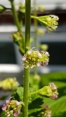 Tellima grandiflora