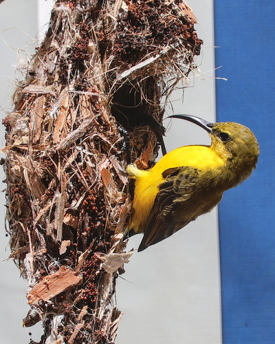 Sahul Sunbird