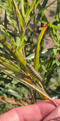 Monarch
