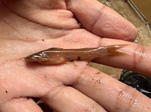 Mekong torrent catfish (Amblyceps foratum) — Amblycipitidae — 3