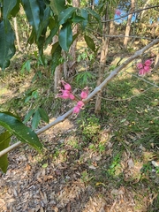 Melicope rubra