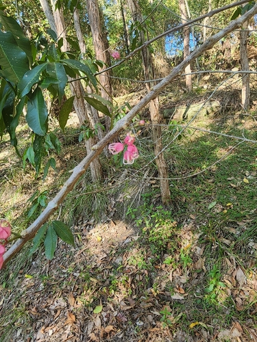 Melicope rubra, photograph 2