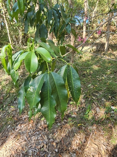 Melicope rubra, photograph 3
