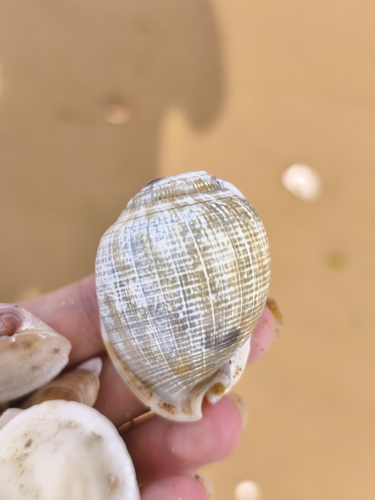 Phalium flammiferum observed 2026-08-12