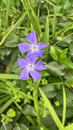 greater periwinkle