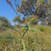 Acacia cyanophylla