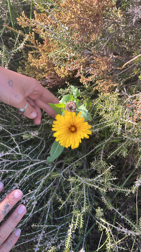 False Sow-thistle