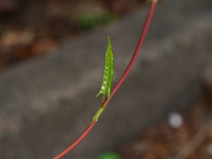 Fallopia baldschuanica