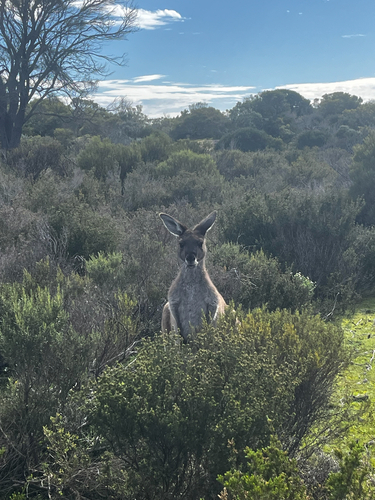 Western Grey Kangaroo