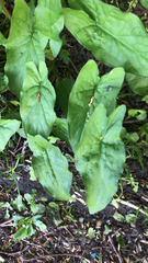 Arum maculatum