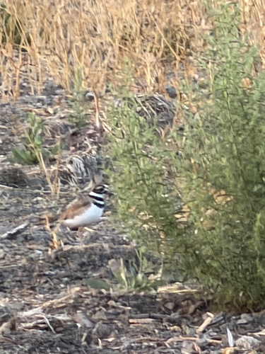 Killdeer observed by irinamitine