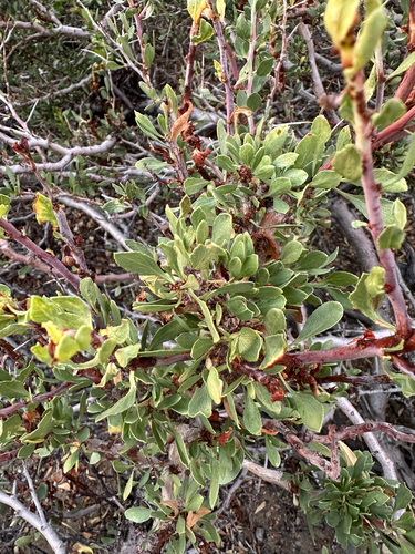 Prunus andersonii, photograph 4