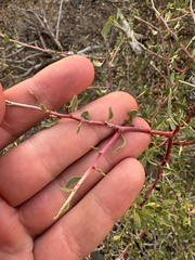 (c) Peter Quakenbush, some rights reserved (CC BY) Prunus andersonii, photograph (c) Peter Quakenbush, some rights reserved (CC BY)