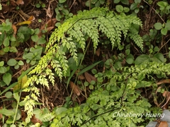 Asplenium pseudolaserpitiifolium