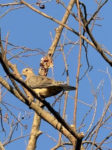 Mourning Dove observed by irinamitine
