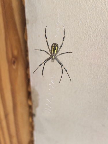 Wasp Spider
