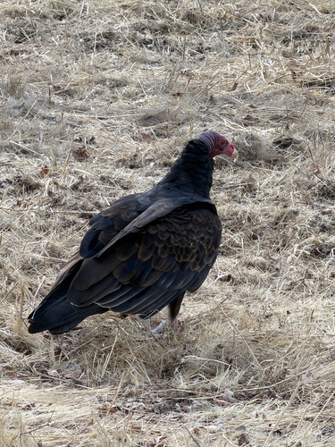 Turkey Vulture observed by irinamitine