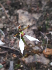 Eriochilus collinus collinus