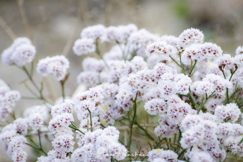bicolored sea lavender