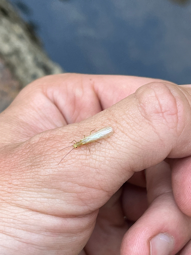 iNaturalist observation photo of Sweltsa
