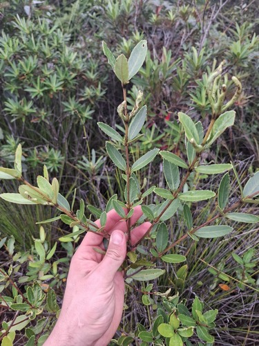 Pancheria alaternoides observed 2026-07-21