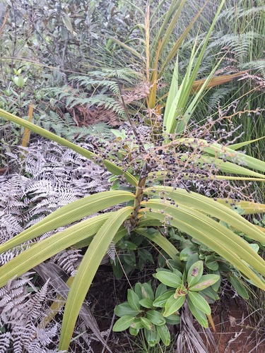 Joinvillea plicata observed 2026-07-21