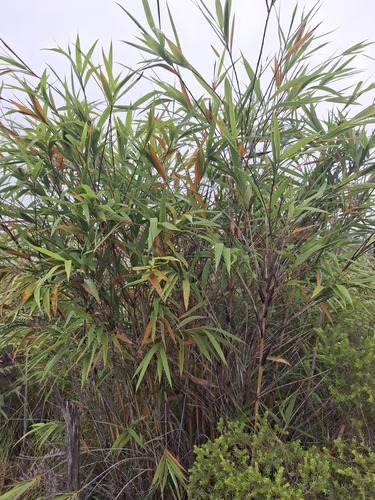 Greslania rivularis observed 2026-07-21