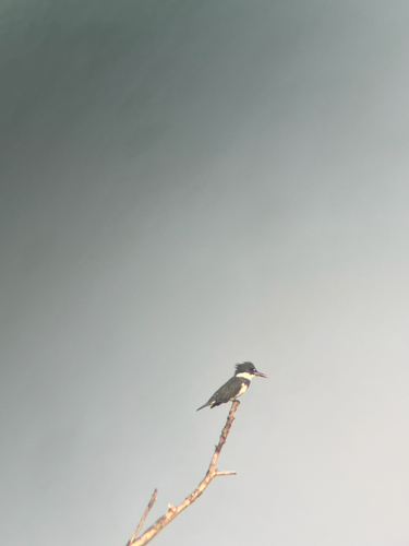 Belted Kingfisher observed by newta