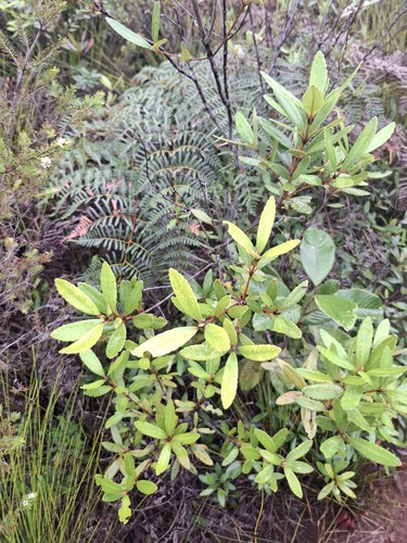 Pancheria alaternoides observed 2026-07-21