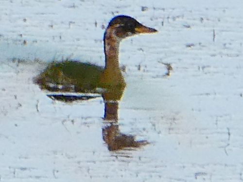 Little Grebe