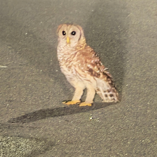 Barred Owl observed by sunshine_rei