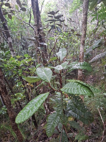 Pleurocalyptus pancheri observed 2026-07-21