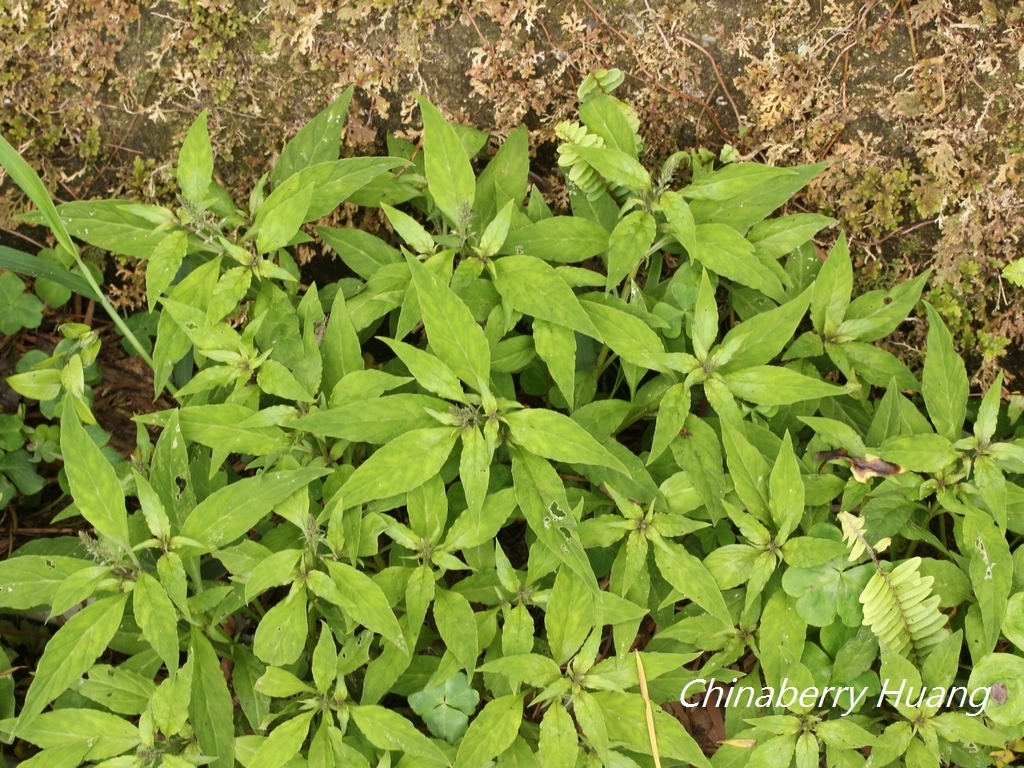 Lysimachia decurrens