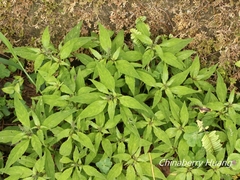 Lysimachia decurrens