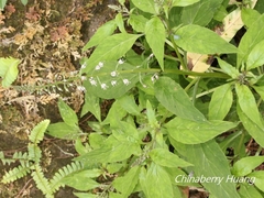 Lysimachia decurrens