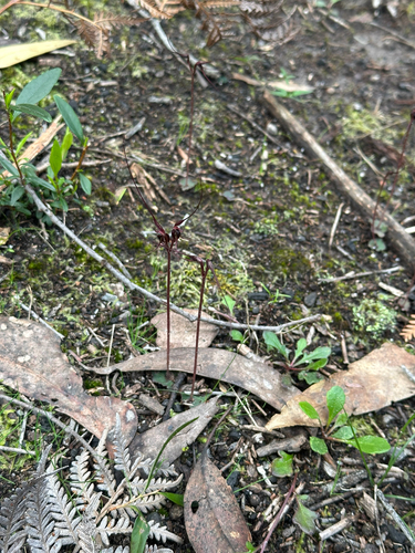 Mayfly orchid
