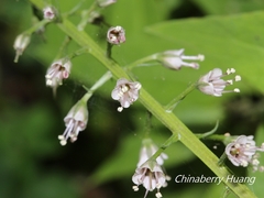 Lysimachia decurrens