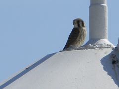 Falco sparverius