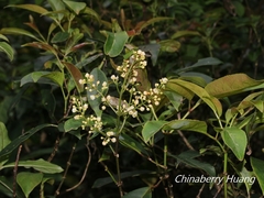 Turpinia ternata