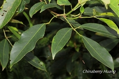 Turpinia ternata